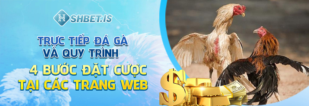 truc tiep da ga va quy trinh 4 buoc dat cuoc tai cac trang web